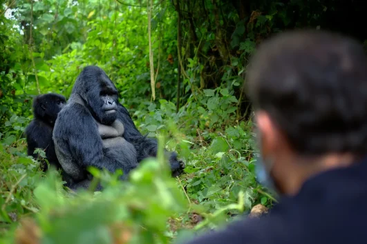 3 days Rwanda Gorilla Tour