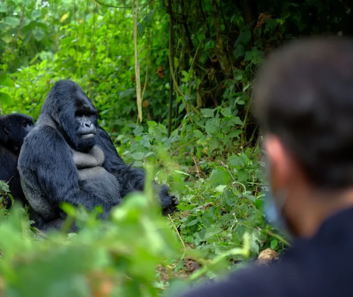 3 days Rwanda Gorilla Tour