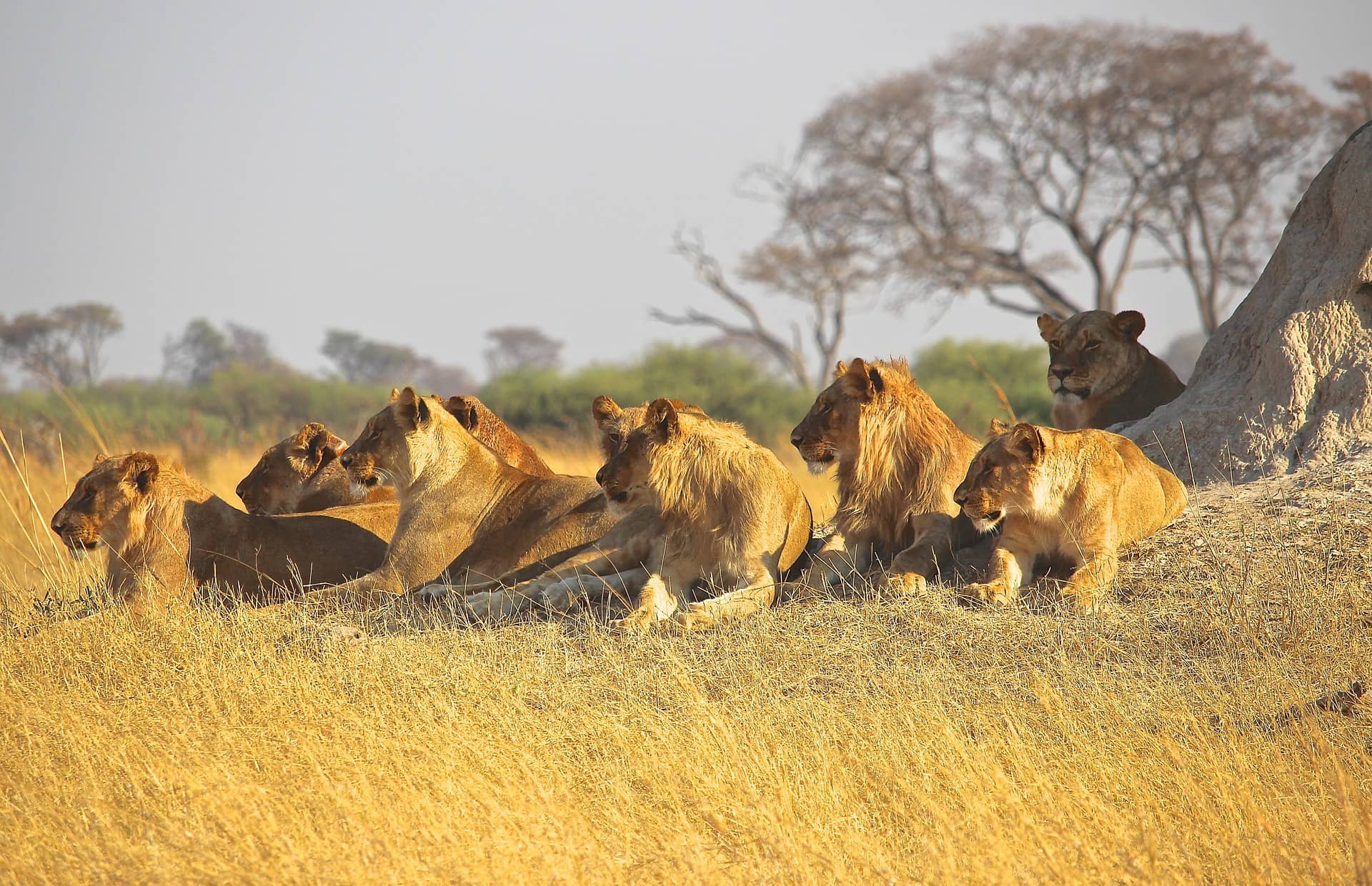 5 Days Big five Safari, Lake Manyara, Serengeti & Ngorongoro