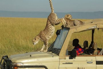 Maasai Mara Safari