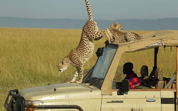 Maasai Mara Safari