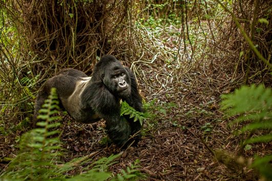 Gorilla Trekking Rwanda