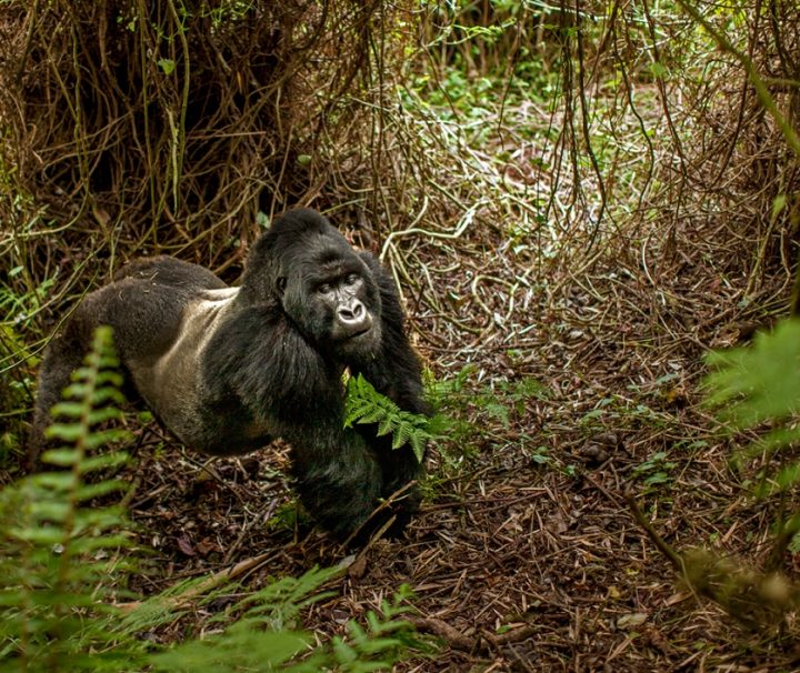 Gorilla Trekking Rwanda