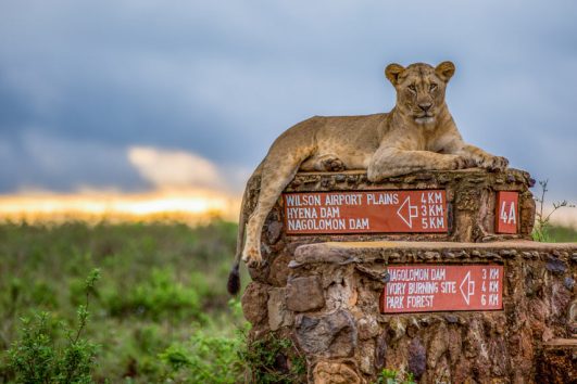 Nairobi national Park Safari