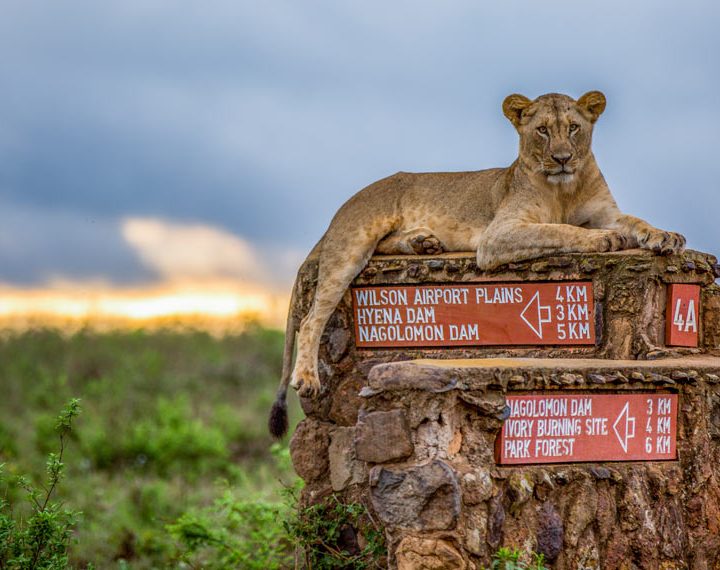 Nairobi national Park Safari