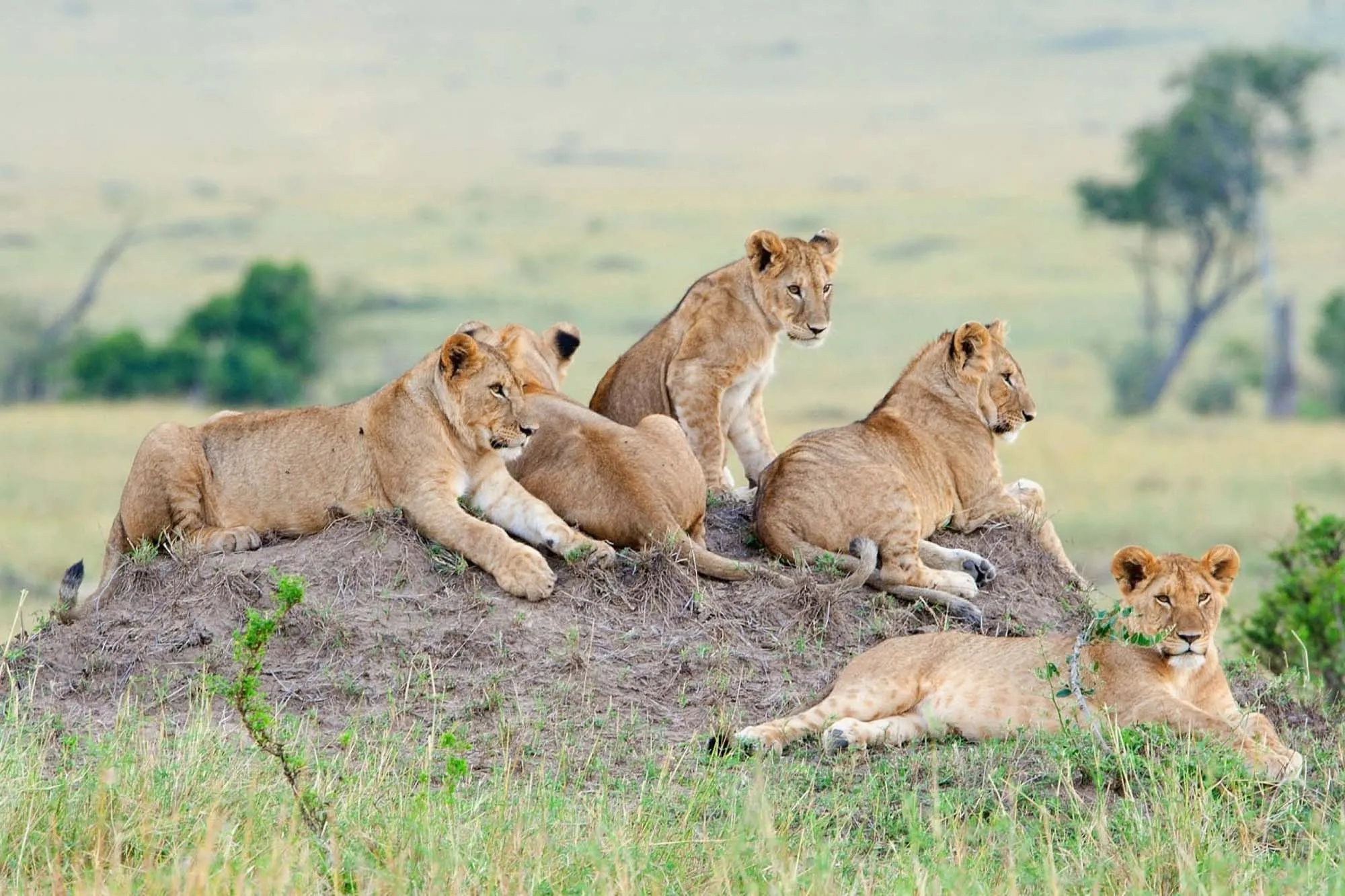 6 Days Mid Range Safari in Tanzania