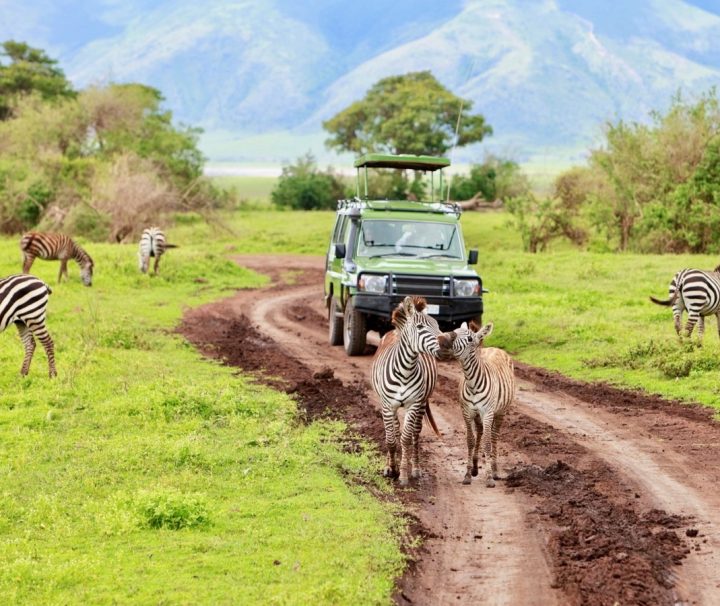 Ngorongoro safari