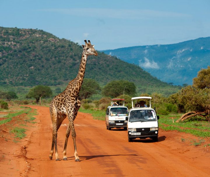 Tsavo East Safari