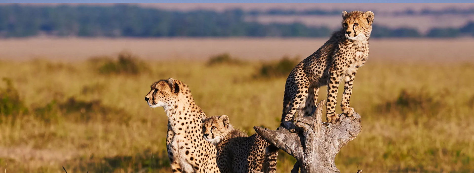 Maasai Mara National Reserve