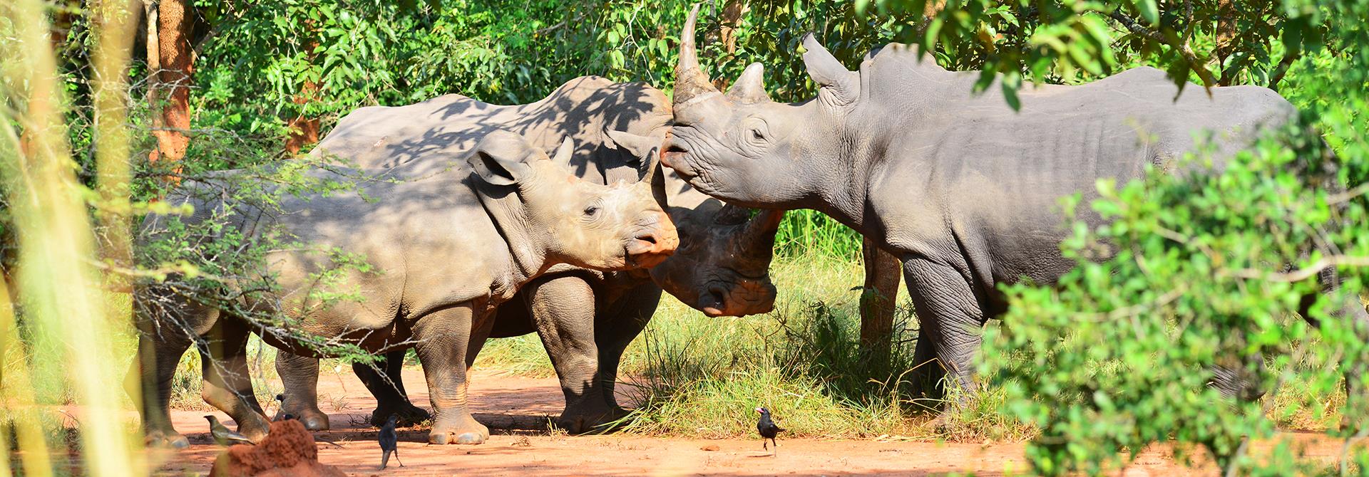 Zziwa Rhino Sanctuary