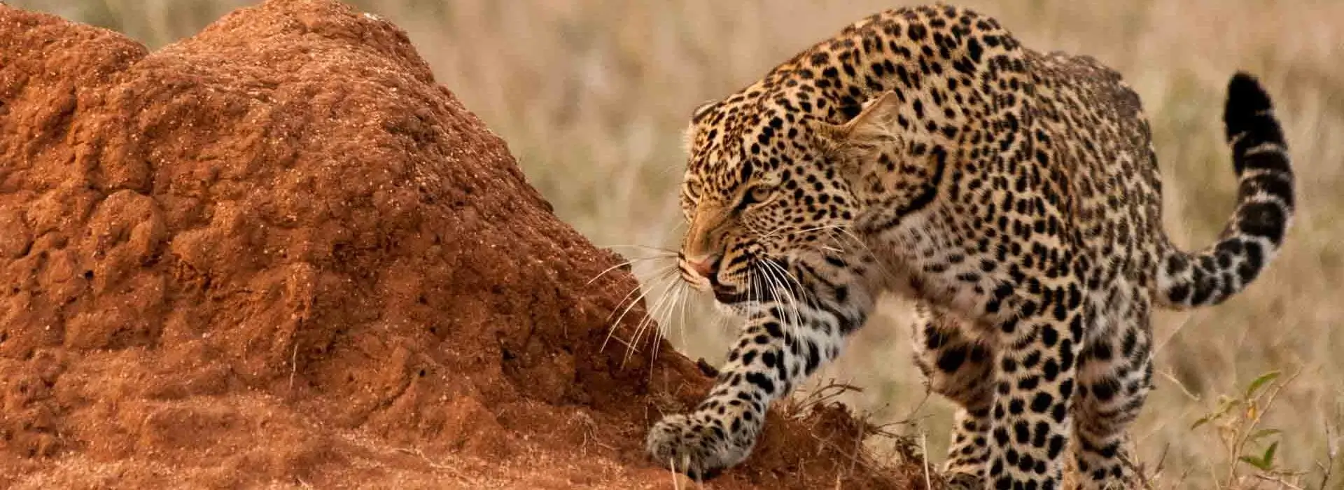 Tsavo East National Park