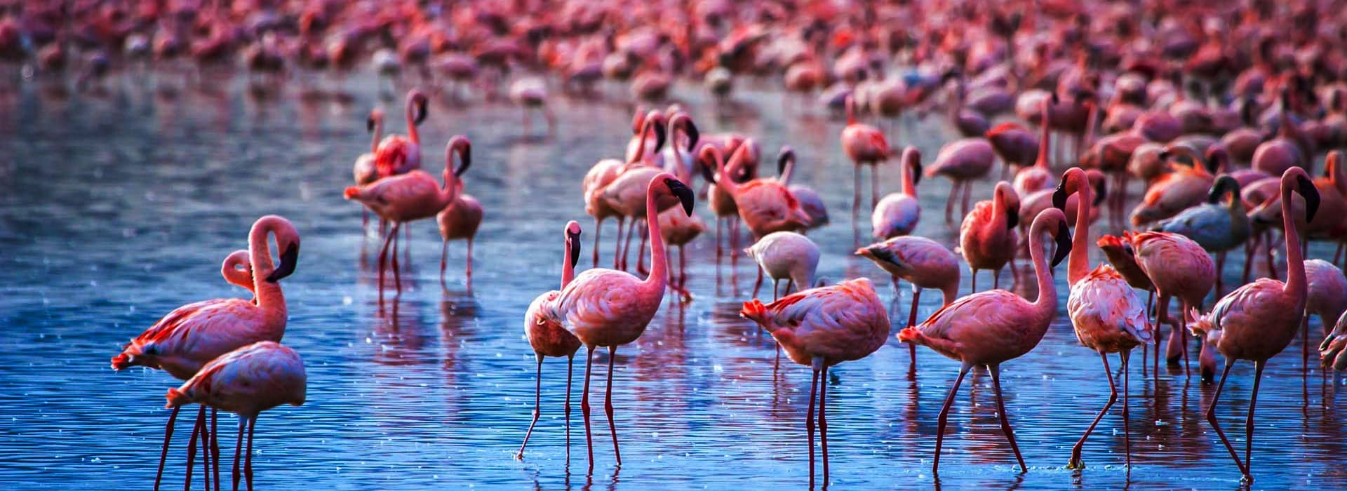 Lake Manyara National Park