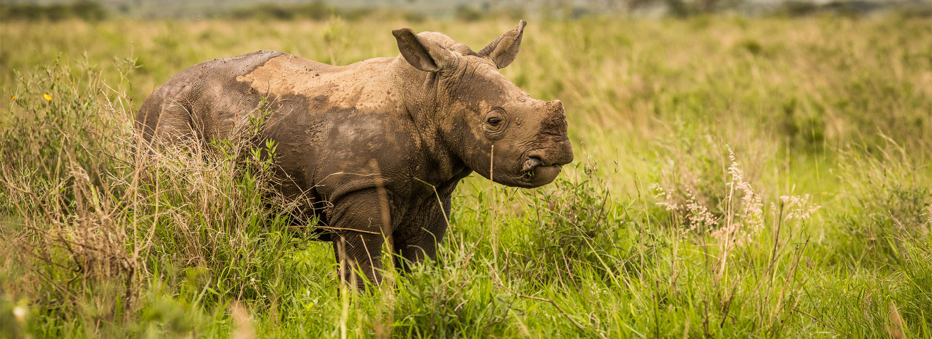 Lewa Conservancy