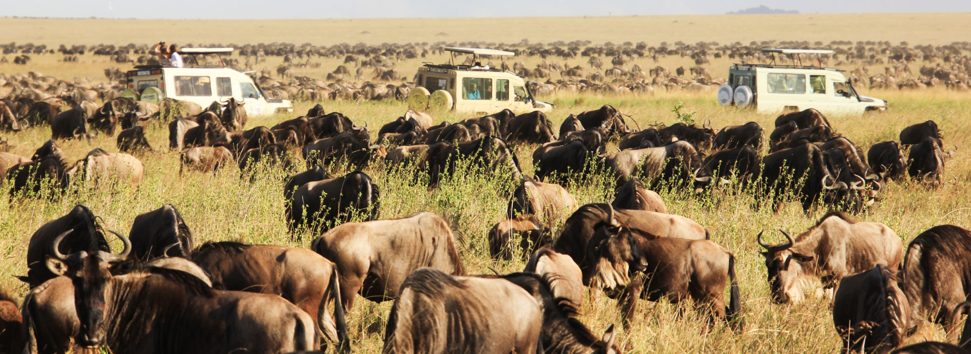 Tanzania Safari Tours