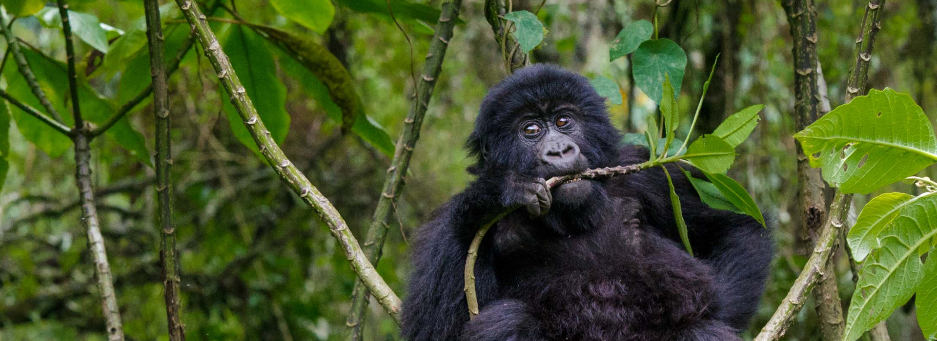 Mgahinga gorilla national park