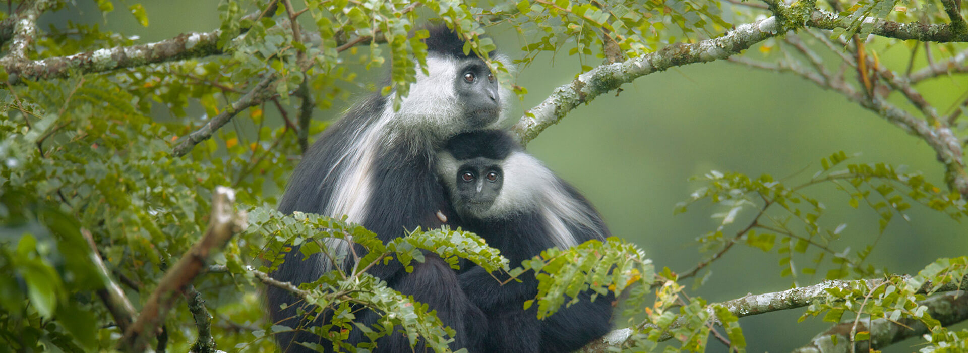 Nyungwe National park