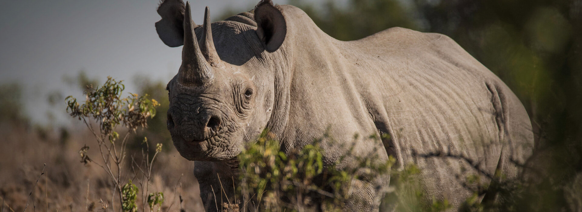 Olpejeta Conservation