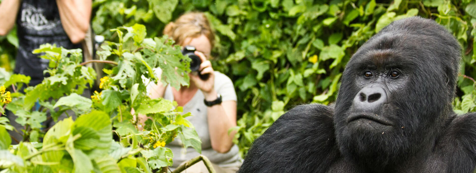 Rwanda Tours & Gorilla Trekking