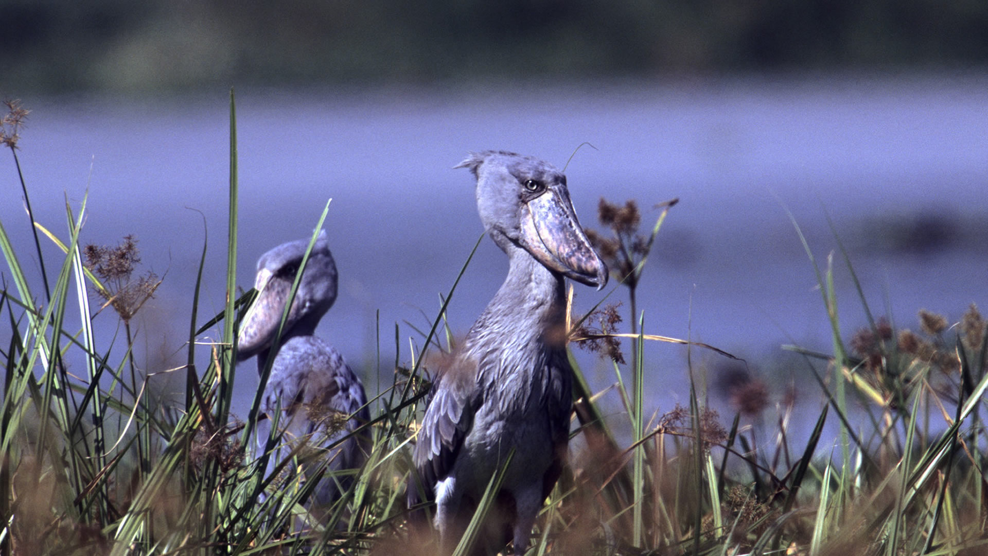 Semuliki National Park, Uganda